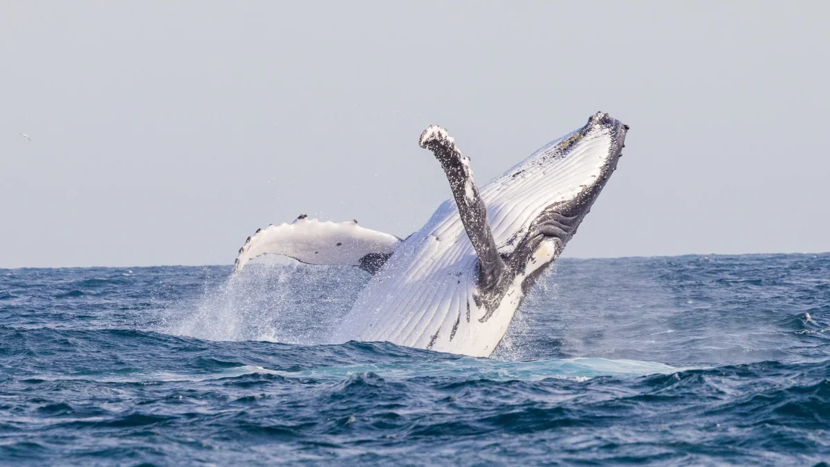 Některé druhy velryb upravují svůj jídelníček, aby se přizpůsobily změně klimatu