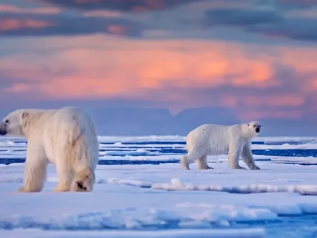 Žádné vyhynutí. Medvědi na Špicberkách jsou tlustší a zdravější, i když ledu ubývá