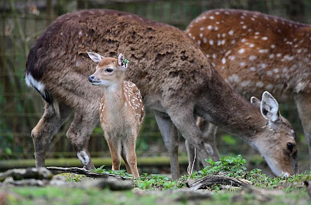Unie ztěžuje rozmnožování ohroženého siky, varují zoologové. Bojují za jeho přežití
