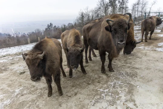 Zubři z olomoucké zoo zamířili do volné přírody na Kavkaze