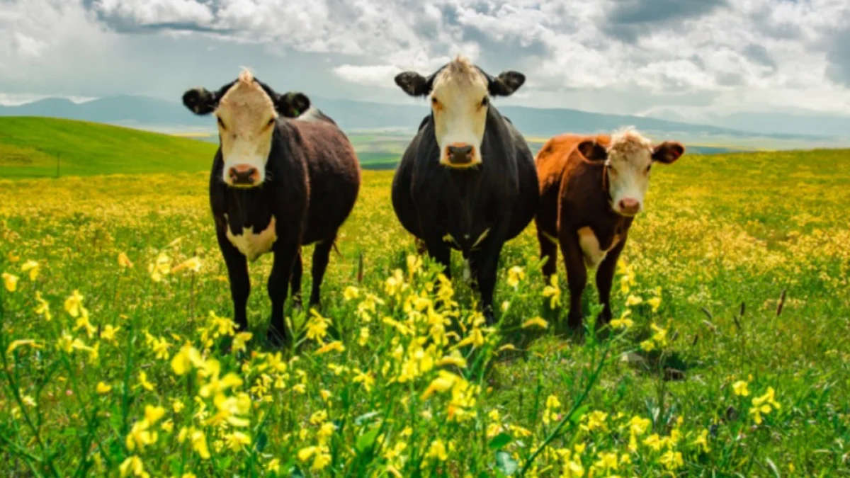 Nové opatření EU zdraží hnojiva. Hrozí dražší potraviny, zemědělci se bouří