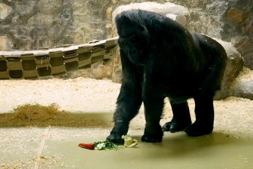 Tony bojuje s mrazem i raketami. Záběry ukazují, jak se zoo v Kyjevě mění v pevnost - Zprávy Aktualne.cz článek na Media24.cz