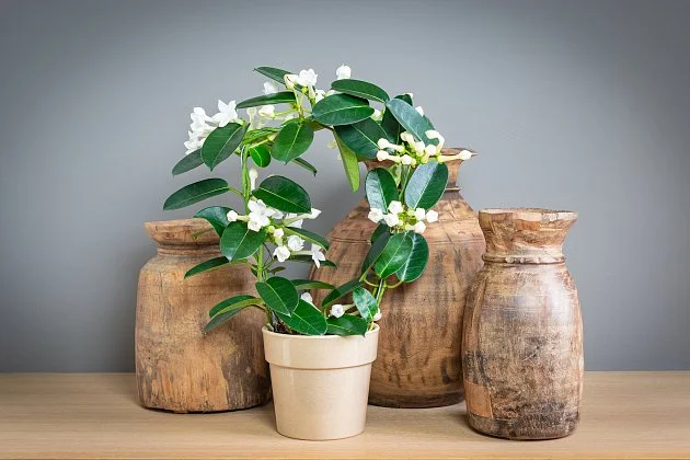 Květy věncovce ozdobí byt a krásně voní. Jak pěstovat madagaskarský jasmín