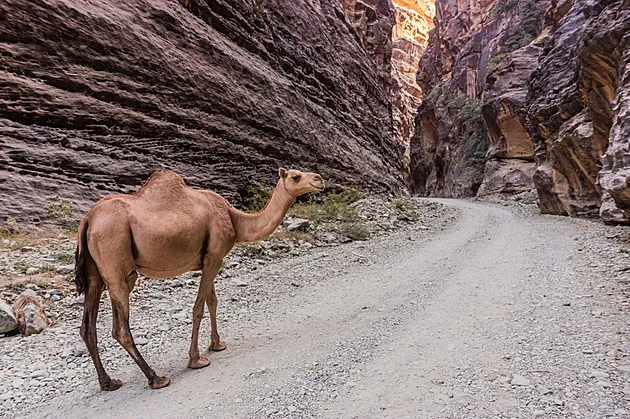 Velbloudi budou mít v Saúdské Arábii vlastní cestovní pasy, sedm let po ženách