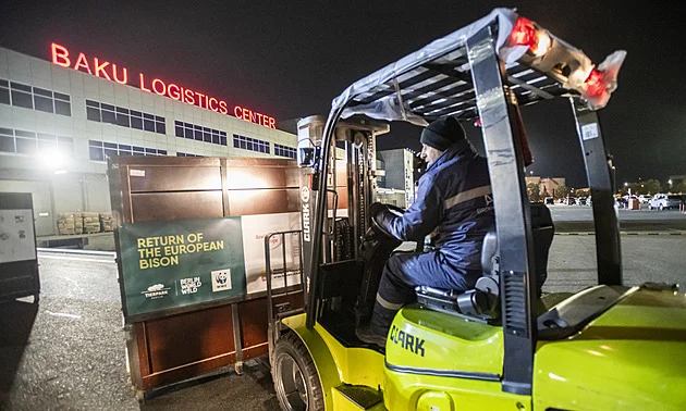 Do domoviny na Kavkaz odletělo 18 zubrů najednou. I krávy s teletem z Prahy