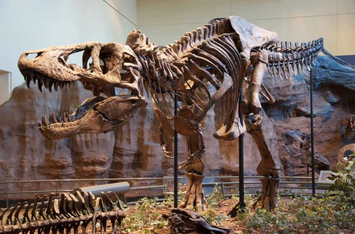 T. rex klamal tělem. Jeho cesta na vrchol trvala mnohem déle, než jsme tušili