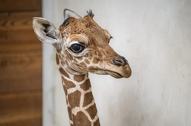 První mládě po 12 letech. Ve dvorské zoo slaví přírůstek ohrožené žirafy