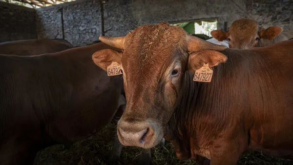 Zemědělci dostanou záruky k dohodě s Mercosurem. Europarlament schválil doložku týkající se hovězího masa nebo drůbeže