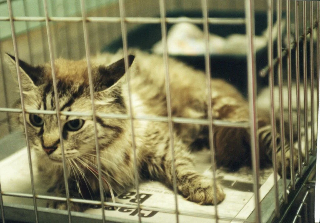 Otřesný případ kočky v sušičce. Babišova vláda chce vyšší tresty, podle Pospíšila je to málo