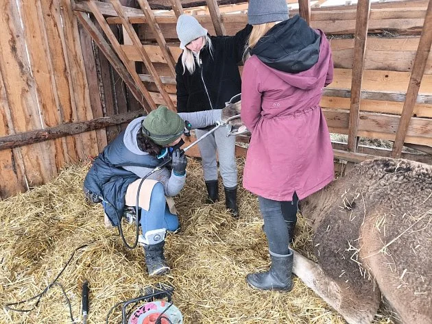 Bez zubaře trpí koně i velbloudi. Odbornice varuje před mýty