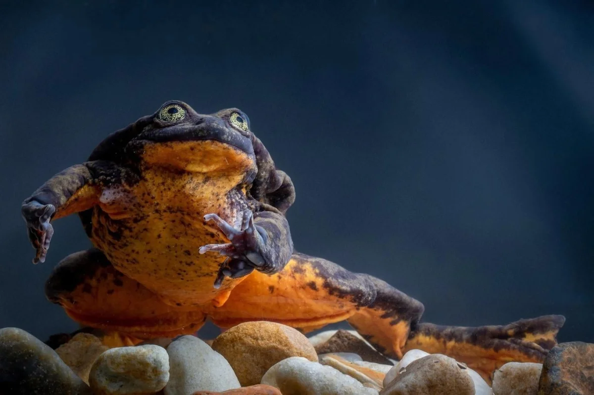 Slavný žabák Romeo zemřel, ale vědci právě našli novou populaci tohoto ohroženého druhu