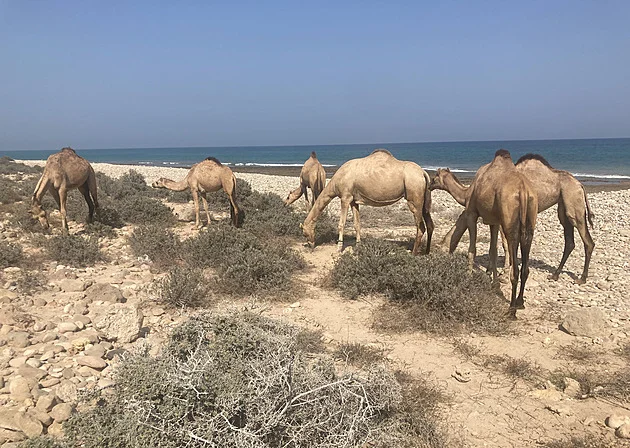 Od kadidla k plynu a ropě. Omán je turistickým diamantem Blízkého východu