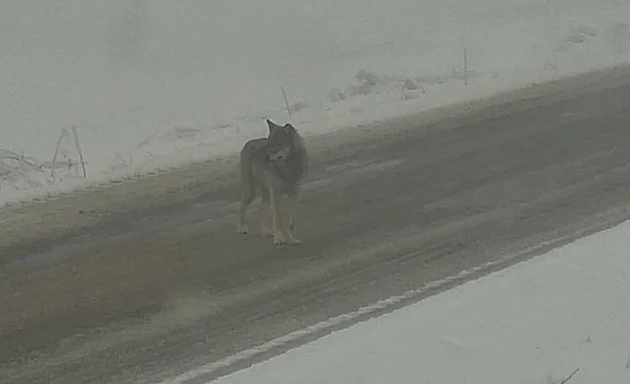 Zemědělce na Žďársku překvapil putující vlk, vidělo ho hned několik lidí
