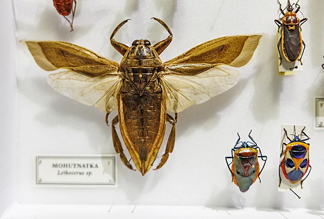 OBRAZEM: Bizáry ze světa hmyzu. Samurajské rohy i kobylka, které se nechce skákat