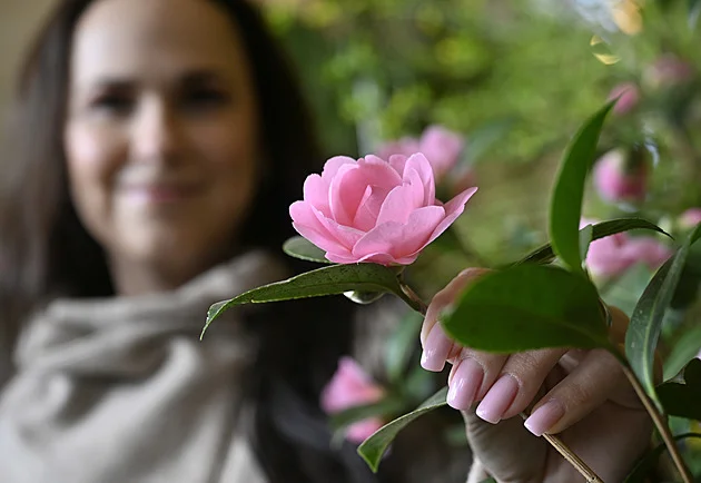 Velký skleník v Květné zahradě v Kroměříži zdobí výstava rozkvetlých kamélií