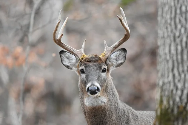 Jelenci za sebou zanechávají ultrafialové záření. Komunikují tak v době páření