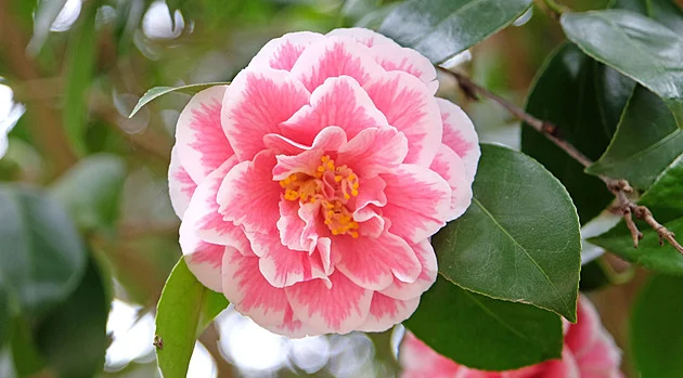 Čarokrásné kamélie vám květy rozsvítí zimní dny. Ale nesmíte je přenášet