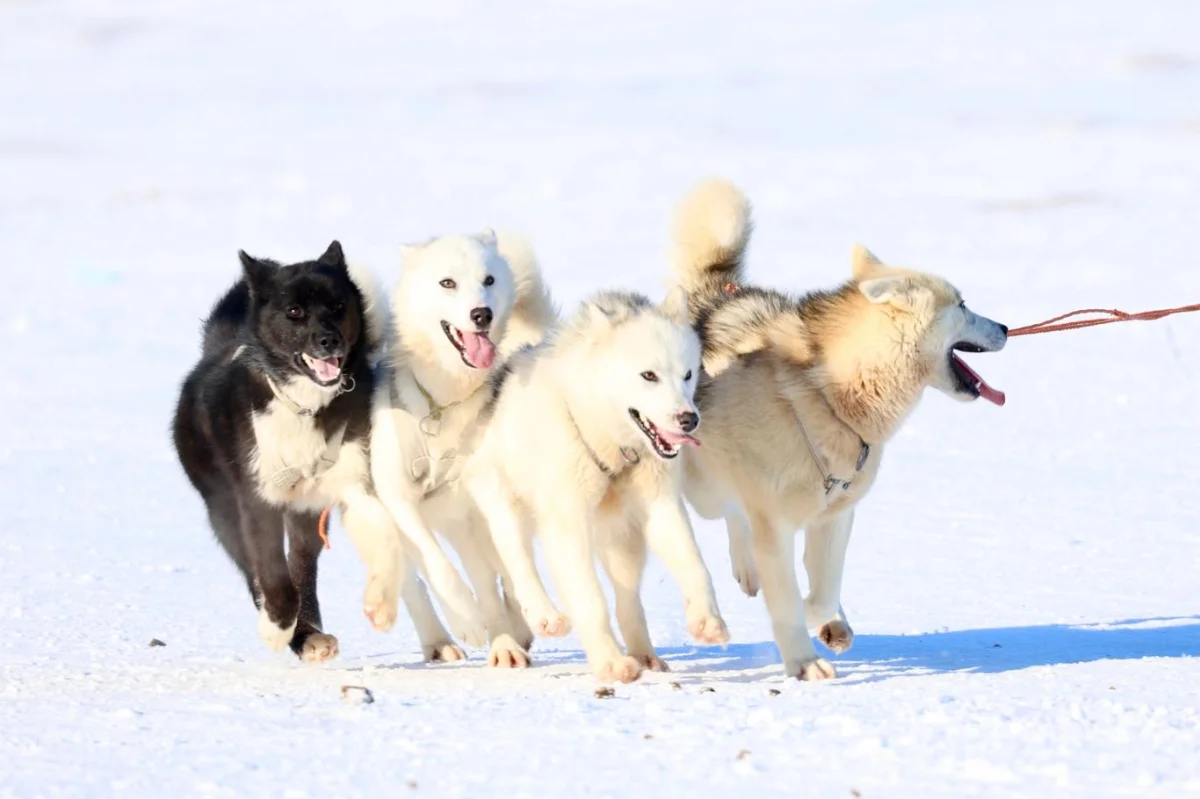 Tajemství grónských psů: Jejich DNA promluvila o překvapivém osídlení ostrova