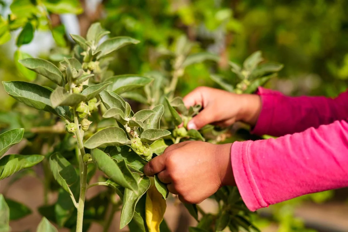Indický ženšen: Bylinka na vzestupu, která působí proti stresu a nepohodě