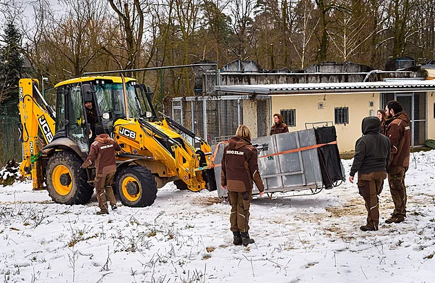 Tygr Ozzy ze zlínské zoo zamířil do Portugalska, stěhování proběhlo hladce