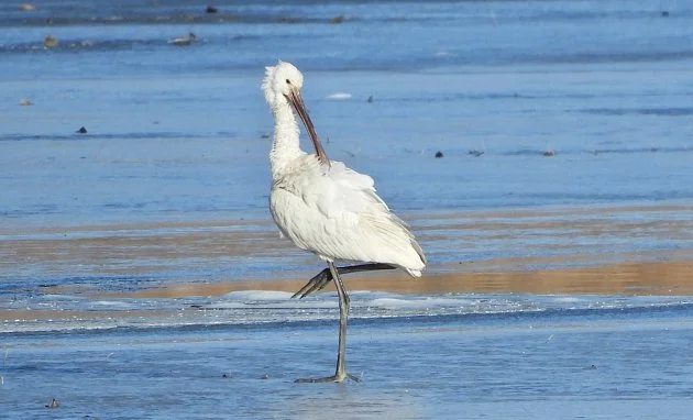 Na rybnících u Hulína zimuje vzácný kolpík. Ornitology překvapila i labuť zpěvná