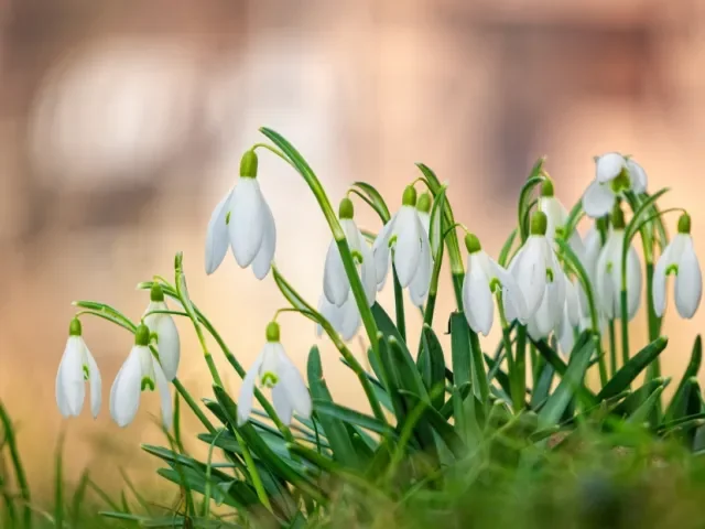 Víkend ukáže reklamu na jaro, jen v neděli se mírně ochladí