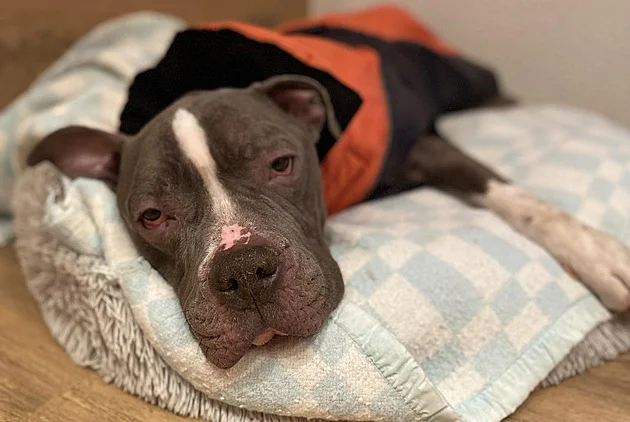 U týrání zvířat veřejnost tlačí na přísnější tresty, Babišovu reakci chápu, říká obhájce