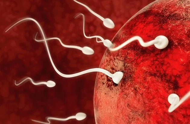 Spermie jsou nejrychlejší v červnu a v červenci. A to napříč světem, ukazuje studie