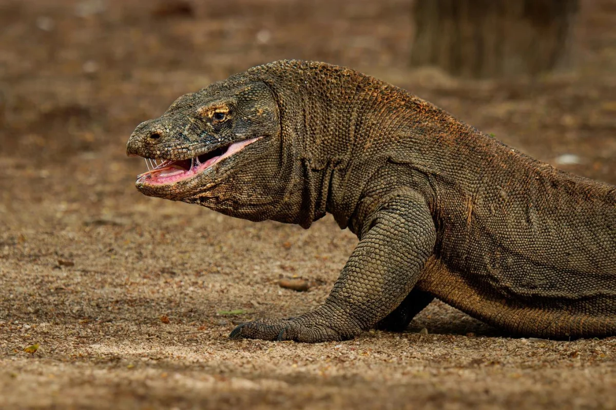 Ocelové zuby, jedovaté sliny a čirá agrese: Král ještěrů varan si troufne i na buvola