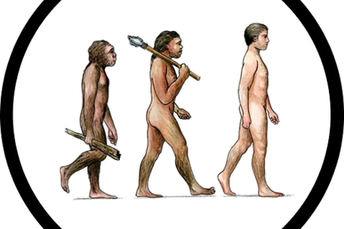 Člověk se nevyvinul z opice. Vývojově blíže máme k jiným tvorům, tvrdí nová dánská studie