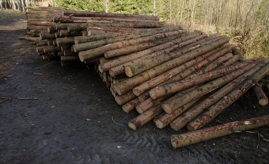 Do českých lesů jdou dotace za téměř 2 mld. Kč. Čerpání je jednodušší