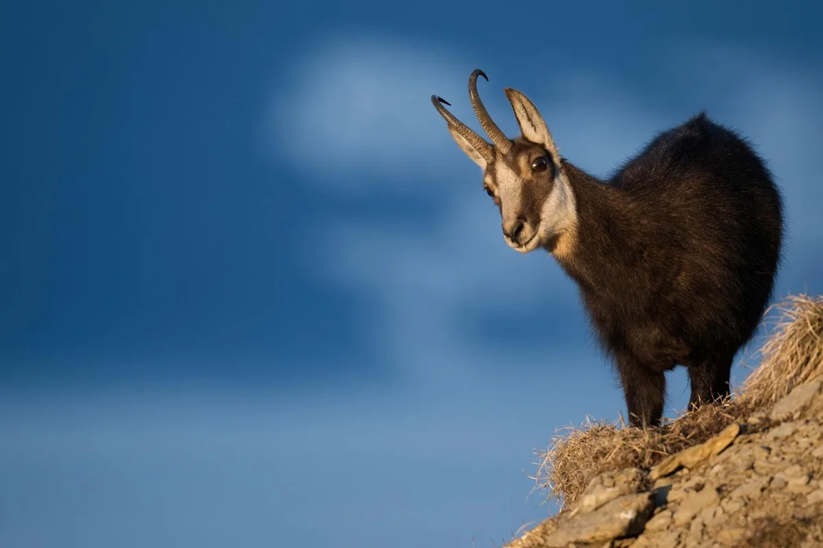Kvíz: Tentokrát se zaměříme na jediné zvíře. Na kamzíka. A nebude to lehké