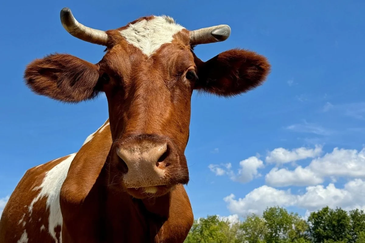 VIDEO: Veronika, kráva génius: Popadla koště a přepsala dějiny vědy