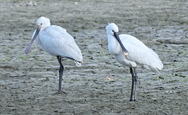 Na rybnících u Hulína letos zimují kolpík bílý a labuť zpěvná, je to rarita