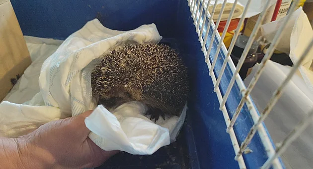 Zvířata nestačí jen zachránit. Stanice pomáhá i s jejich návratem do přírody - Domácí Metro.cz článek na Media24.cz