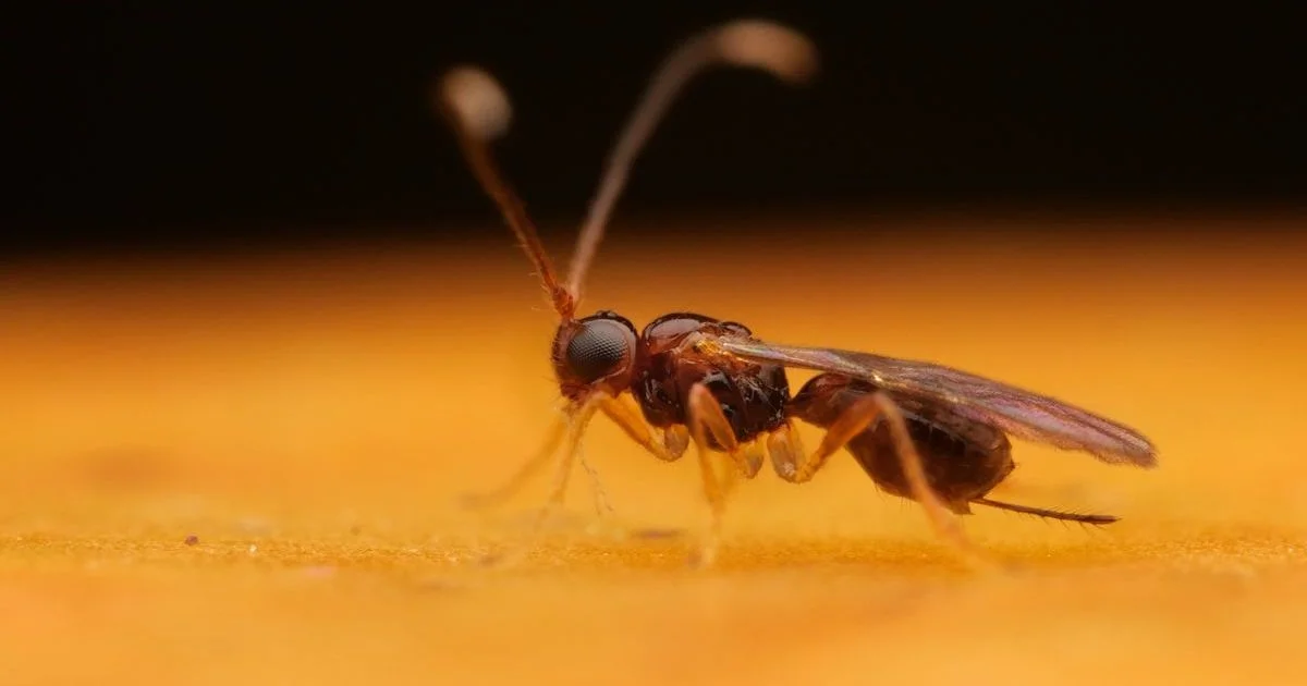 Parazitické vosičky jsou jako filmový Vetřelec. Hubí hmyzí škůdce, jenže jim škodí oteplování