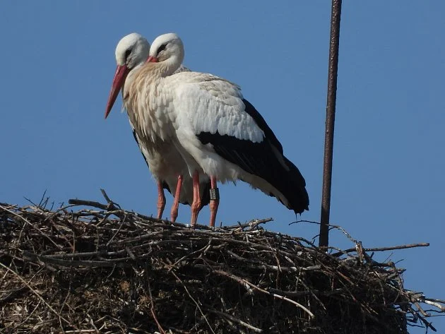 FOTO: Na komíně v centru Chebu už hnízdí kompletní čapí pár