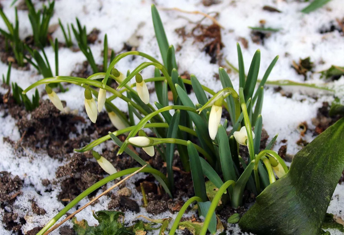Březnové pranostiky přesně spojují jarní ranní mlhy s letními bouřkami a spolehlivě řídí celou roční úrodu - Zprávy kroniQa.cz článek na Media24.cz