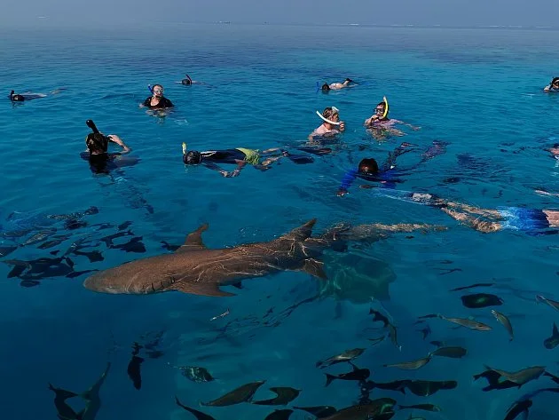 Maledivy očima čtenáře: Úchvatná příroda i koupel se žraloky, rejnoky a mantou