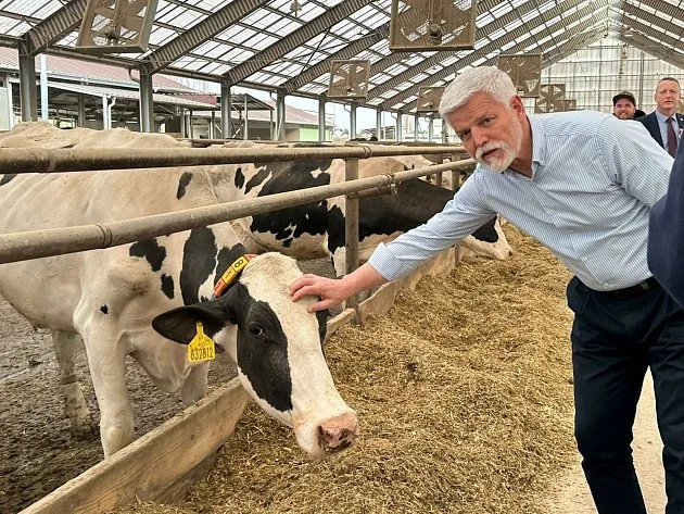 Prezident mezi krávami: Petr Pavel navštívil 1. zemědělskou v Chorušicích