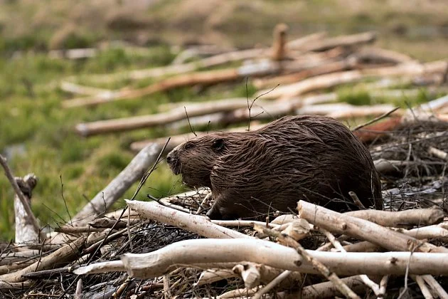 Lovem téměř vyhubeni, dnes zachraňují krajinu. Bobři znovu dobývají Evropu i ČR
