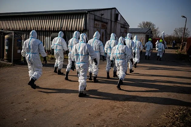 Ve Starém Bydžově začala likvidace chovu kachen. Utratí se asi 10 tisíc ptáků