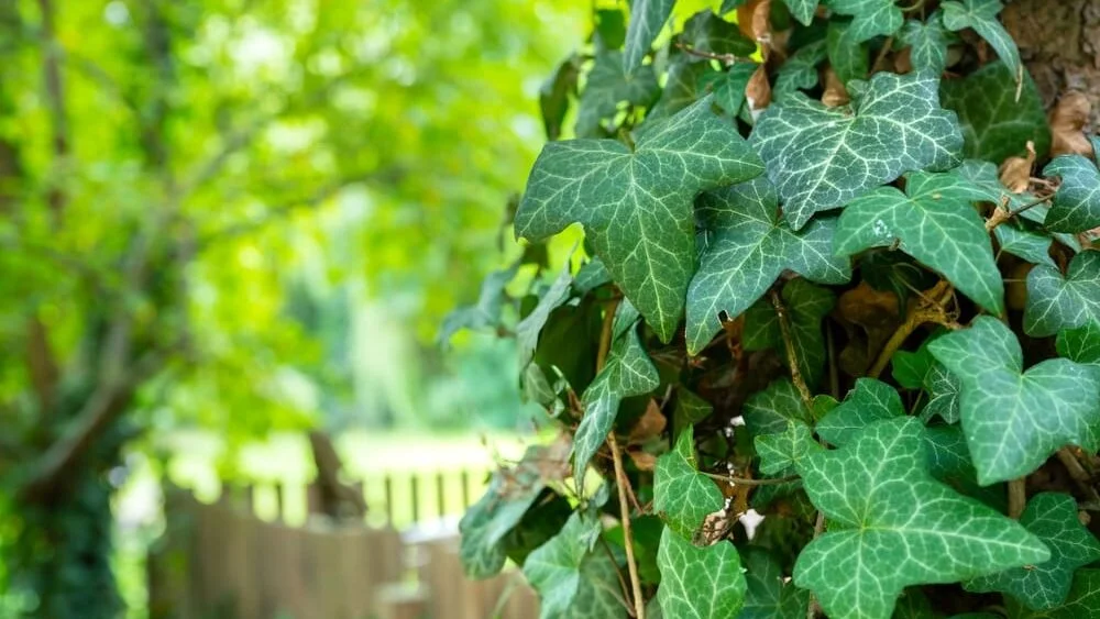Tato rostlina přitahuje hady: Pokud ji zasadíte, na jaře vám zamoří celou zahradu - Zprávy Nespechej.cz článek na Media24.cz