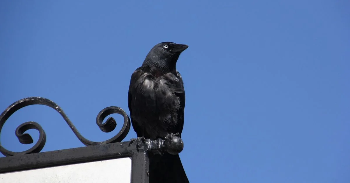 Miliony turistů jim nevadí. Kavky zahnízdily přímo ve Zlaté uličce - Zprávy Obnovitelne.cz článek na Media24.cz