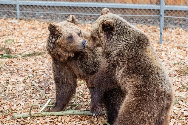 Medvědi si v Krkonoších rychle zvykají. Za odměnu dostávají od chovatelů med
