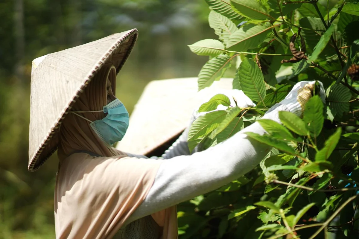 Přírodní stimulant z automatů. Kratom je pro lidský mozek silnější než morfium