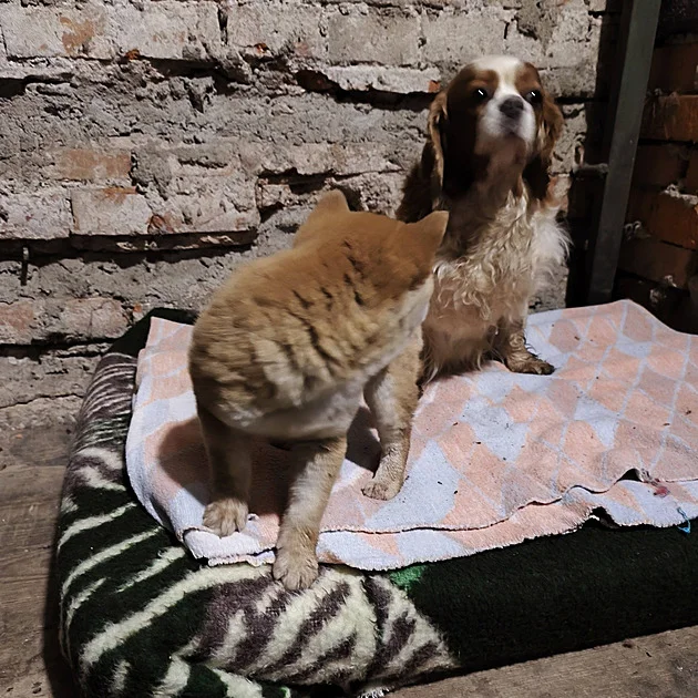 V Broumově někdo vypustil psy drahých plemen, v útulku skončilo sedm fen