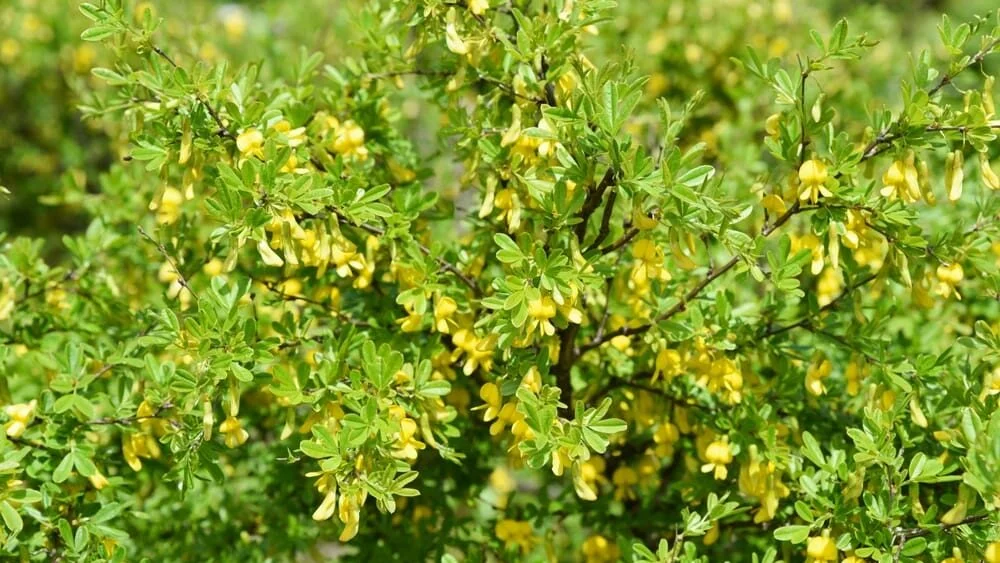 Češi vykopávají ze zahrad kanadské borůvky. Nahrazují je zázrakem, který vydrží – 40°C a hnojí půdu sám sobě.