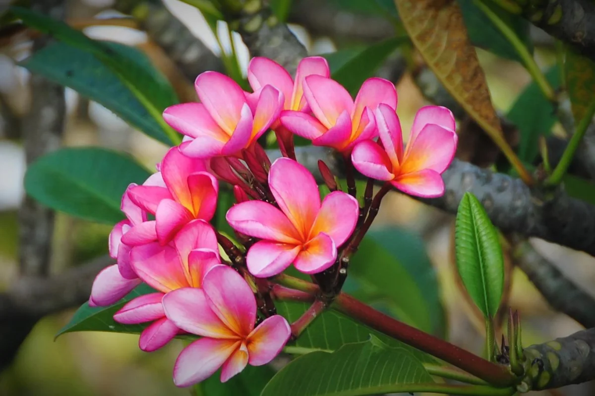 V Thajsku byly nádherné, ale doma strádají. Jak pěstovat plumérie?