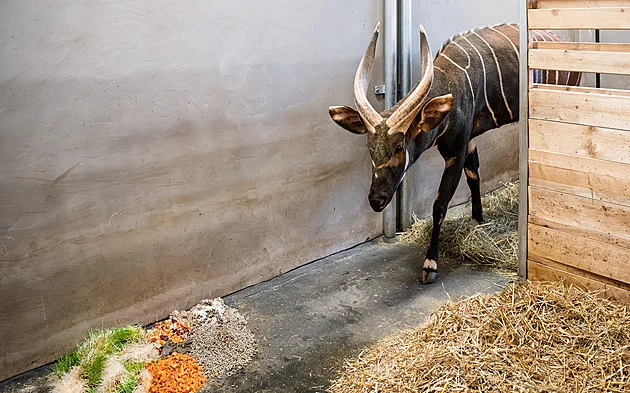 Zpátky do Afriky. Dvorská zoo připravuje přesun čtveřice samců z Evropy - Zprávy Metro.cz článek na Media24.cz